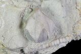 Bargain, Multiple Blastoid (Pentremites) Plate - Illinois #68957-3